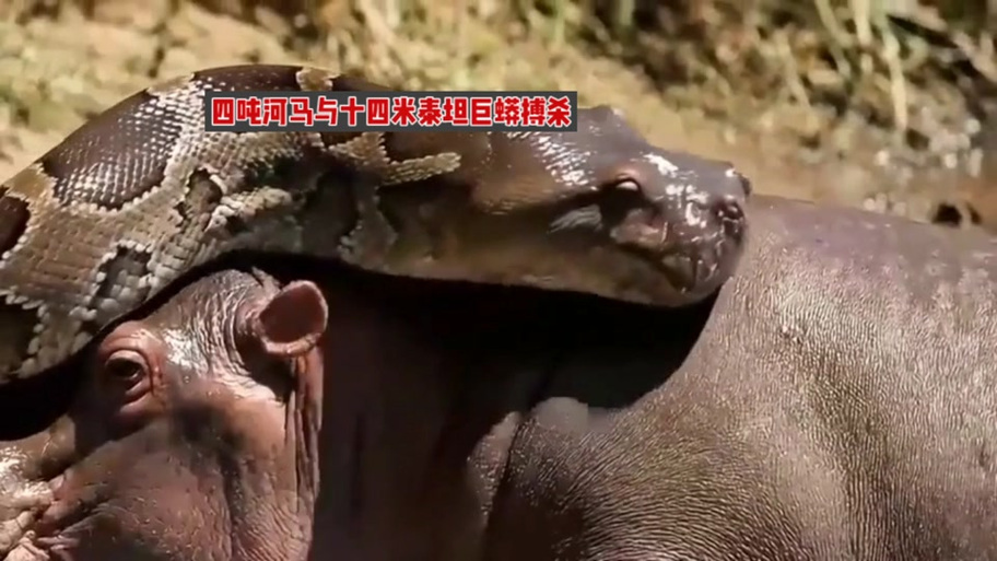 泰坦巨蟒对战泰坦巨蟒图标