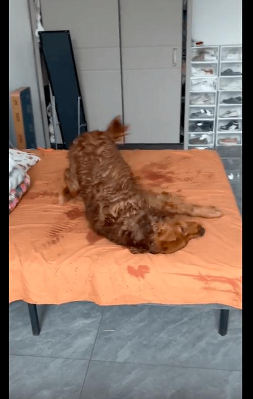 狗跑到床上有什么征兆截图
