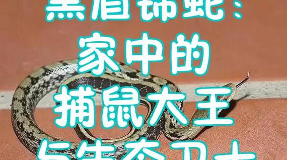 扫一扫图片识别蛇图标