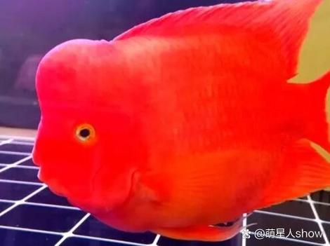 一条鹦鹉鱼需要打氧吗缩略图