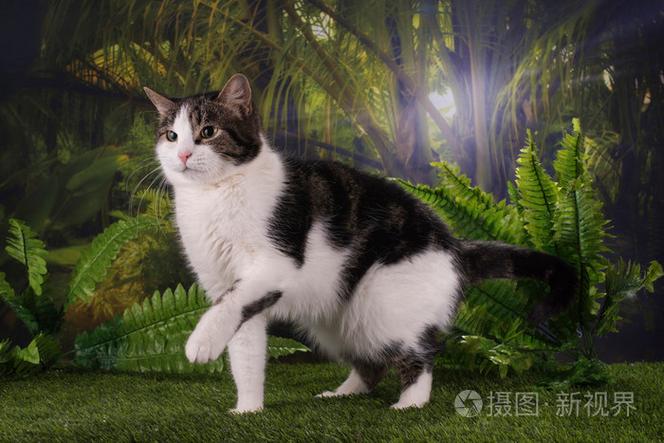猫时刻狩猎主人
