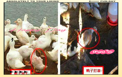 鹅黄病毒症状图片截图