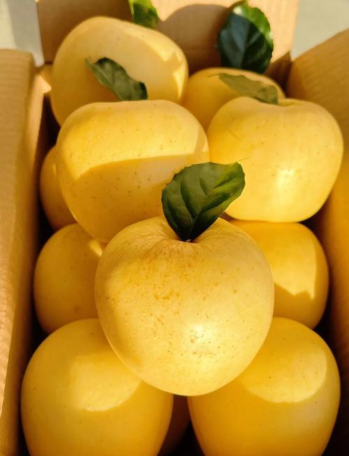 pear轻量版官网截图