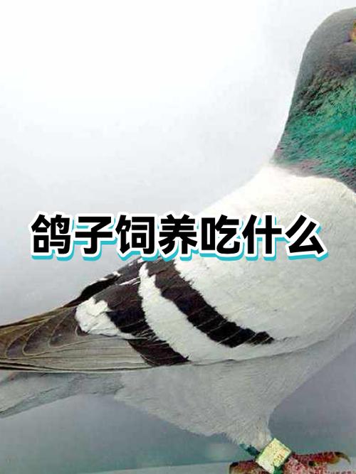 养鸽子吃什么食物图标