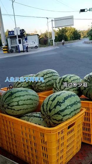 赚钱的西瓜视频