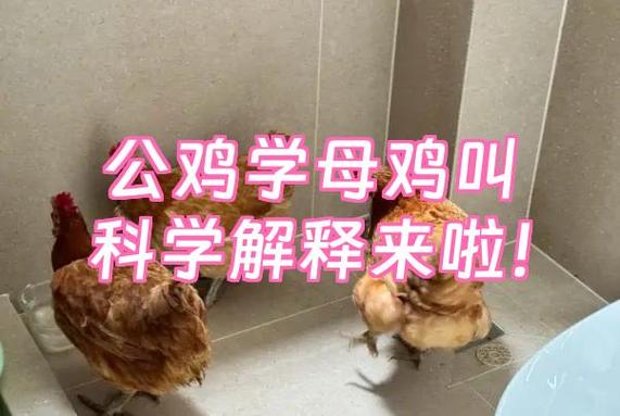 母鸡学公鸡叫是吉是凶截图