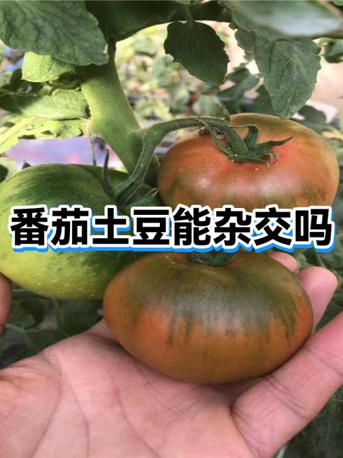 番茄土豆app怎么用截图