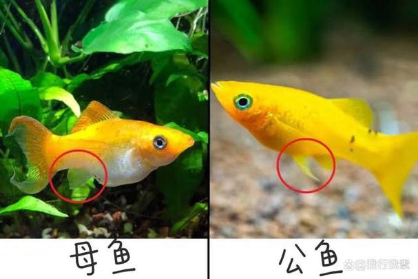 球鱼的图片大全图标