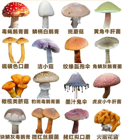 毒蘑菇和无毒蘑菇