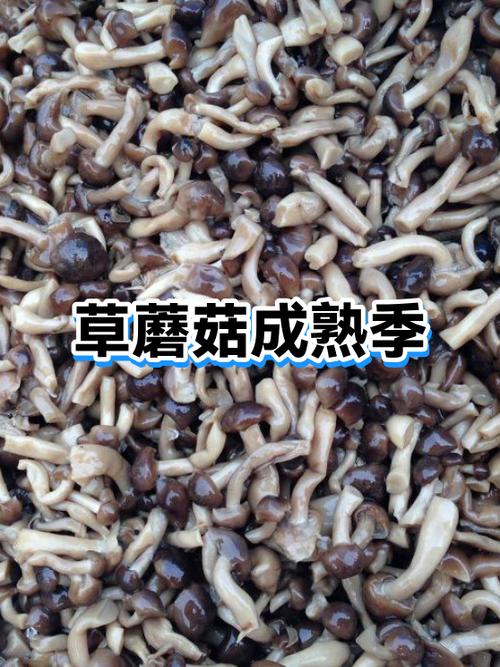泰拉瑞亚5个蘑菇草种子缩略图
