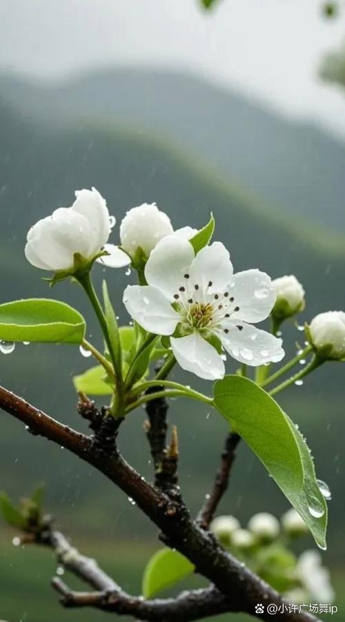 梨花带雨小说欧阳