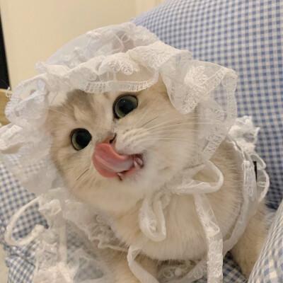 闺蜜小猫头像Q版图标