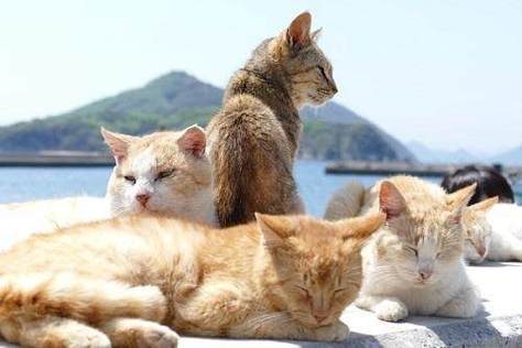 赏多猫app图标