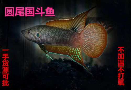 圆尾斗鱼能活几年缩略图