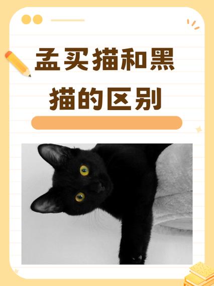 黑猫直播间截图