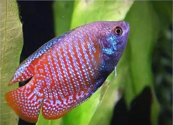 最好养活的观赏鱼缩略图
