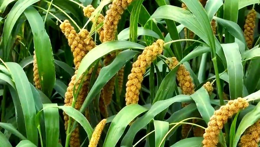 小米的成熟季节缩略图