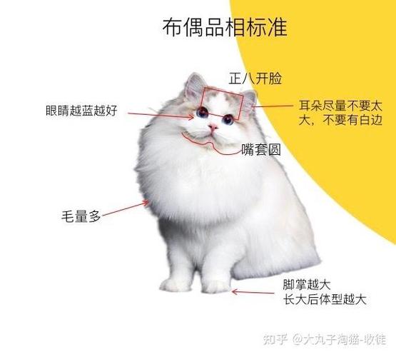 如何找到母猫藏小猫的地方截图