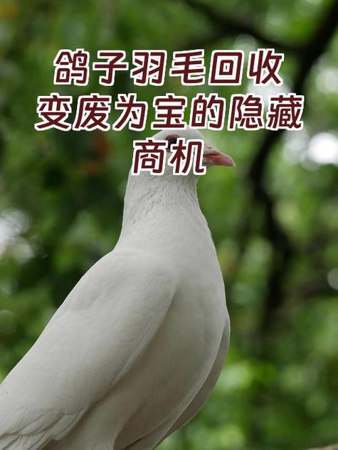 旧羽毛球回收价格表游戏截图