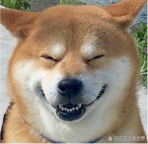 最近很火的黄狗表情包