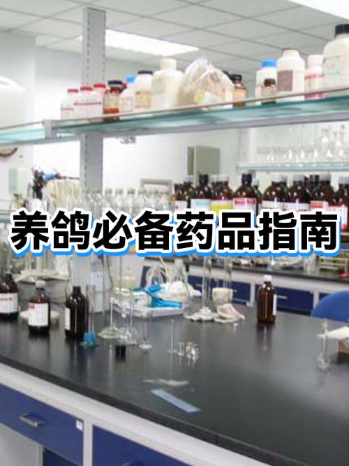 自己在家怎么养鸽子图标