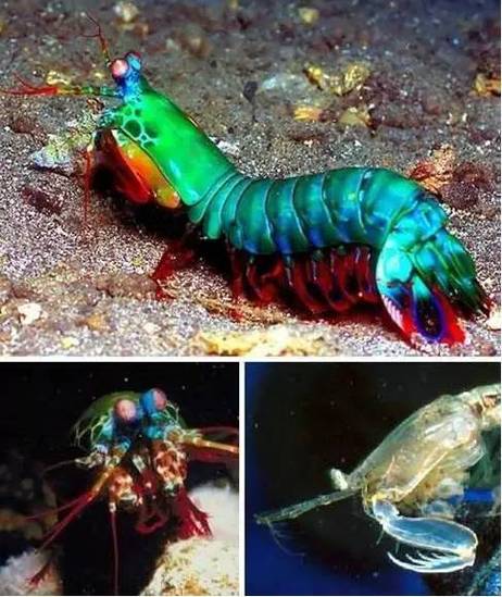 皮皮虾红包怎么领截图