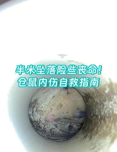 仓鼠咬破皮仓鼠会死吗