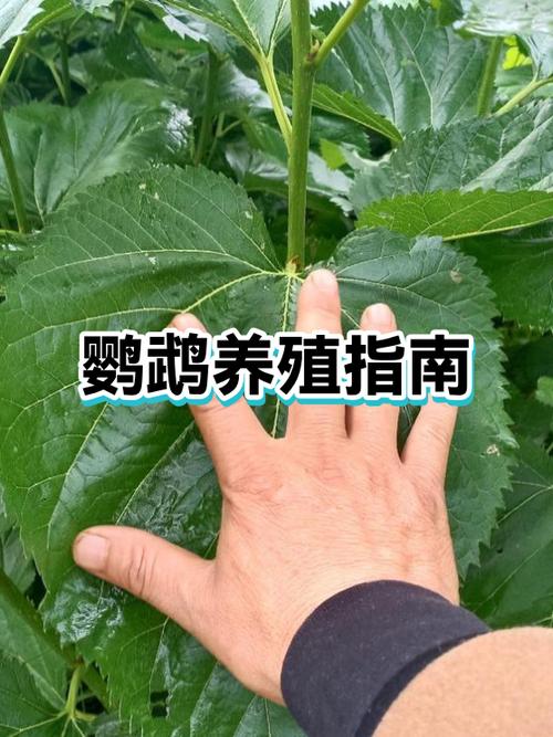 出壳第一天的鹦鹉怎么喂养截图