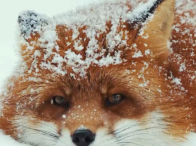 雪狐视频缩略图