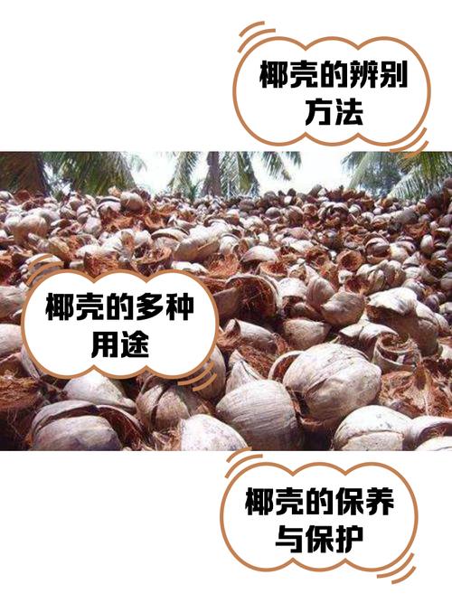 阿依夫人by椰子壳百度云缩略图