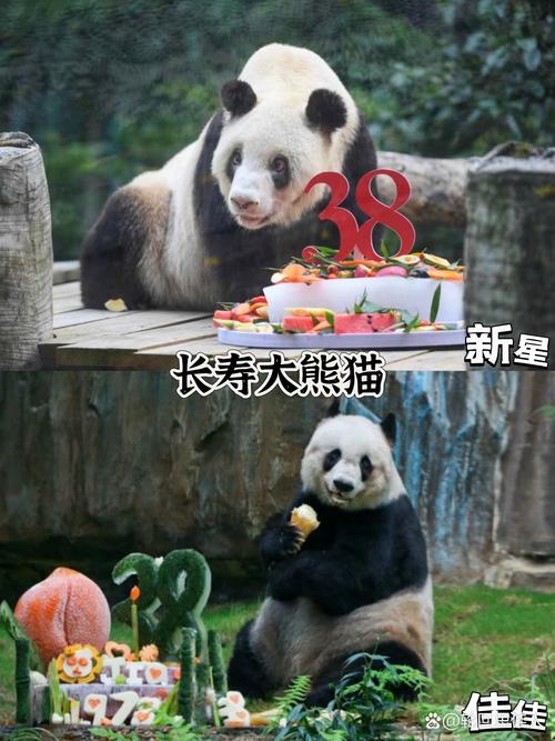 大熊猫一般寿命是多长