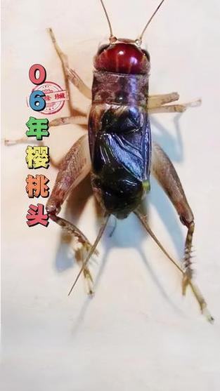千年蟋蟀虫王