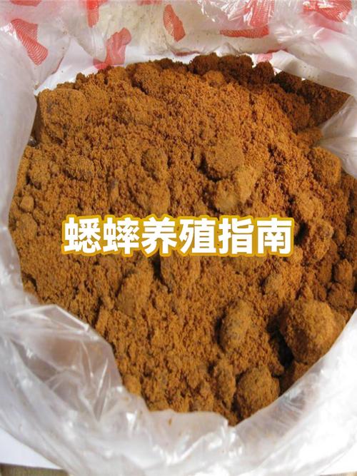 白天怎么逮到大蛐蛐截图