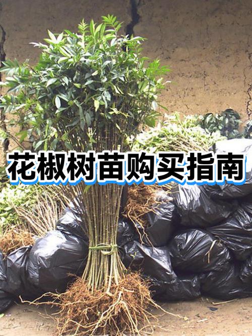 买树苗去哪里买比较好缩略图