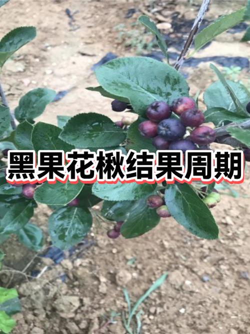 黑果精灵官网下载截图