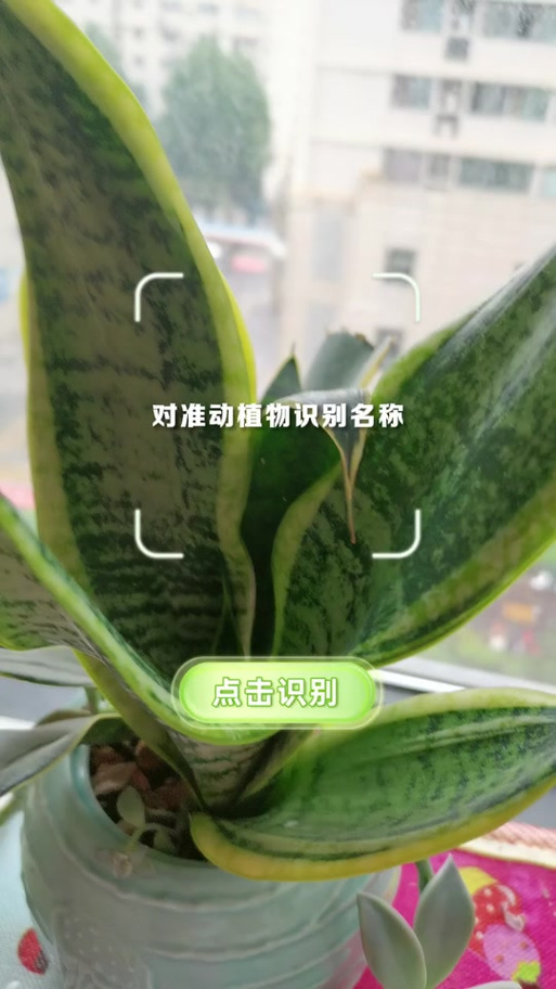中草药识别扫一扫
