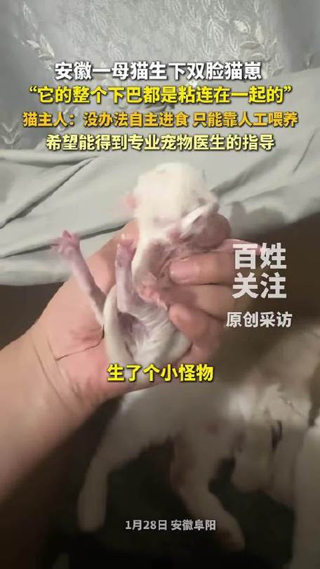 猫生小猫前提示主人截图