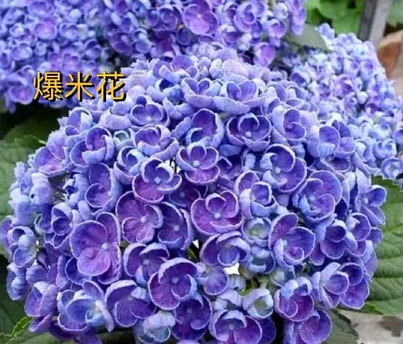 绣球花的花语文案图标