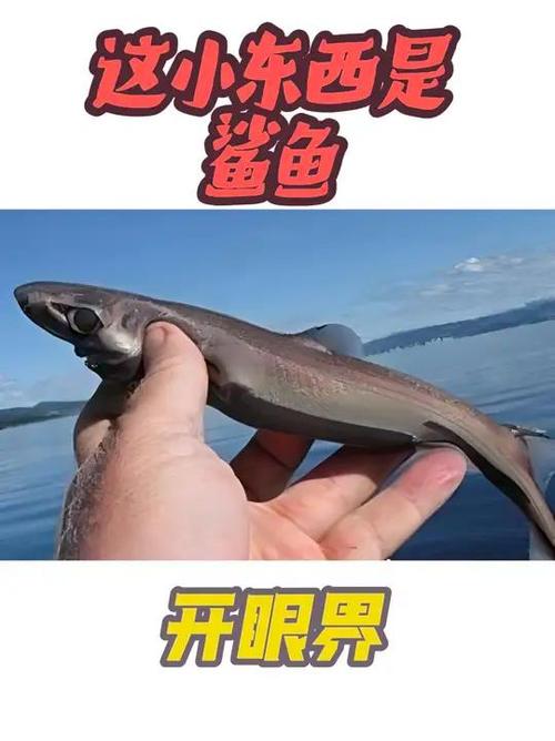 最小的鲨鱼叫什么鲨游戏截图