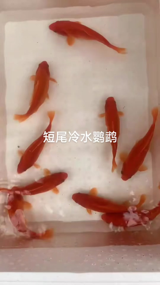 长尾锦鲤好还是短尾好