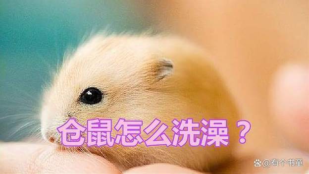 仓鼠如果有狂犬病毒能活多久游戏截图
