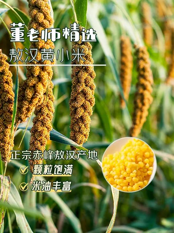 小米是黄的好还是不黄的好