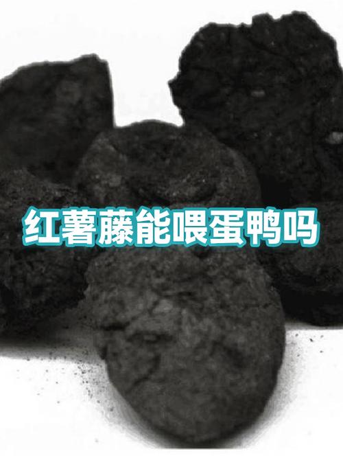 红薯藤的蛋白含量图标