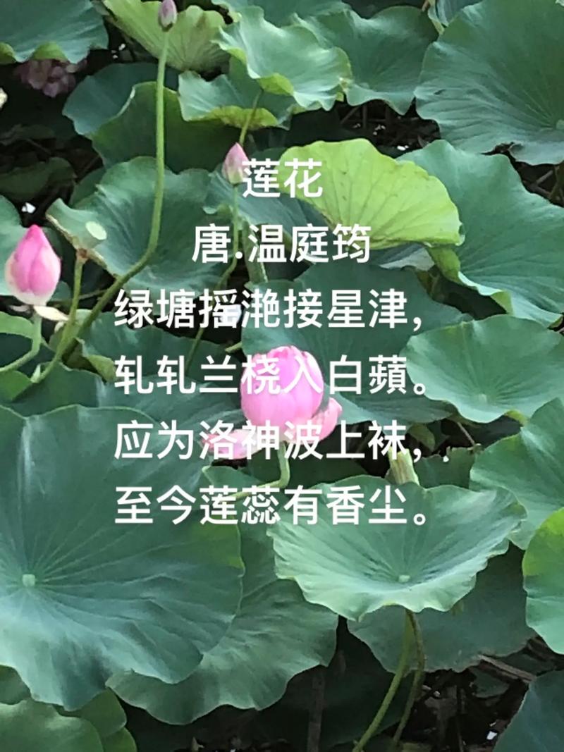 莲花梦迟(NP)全文免费阅读图标