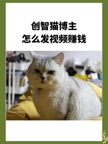 创智猫靠什么赚钱截图