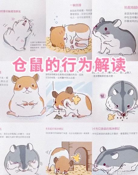 怎么饲养仓鼠缩略图