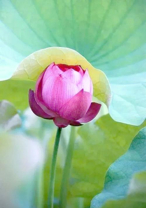 荷花软件平台缩略图