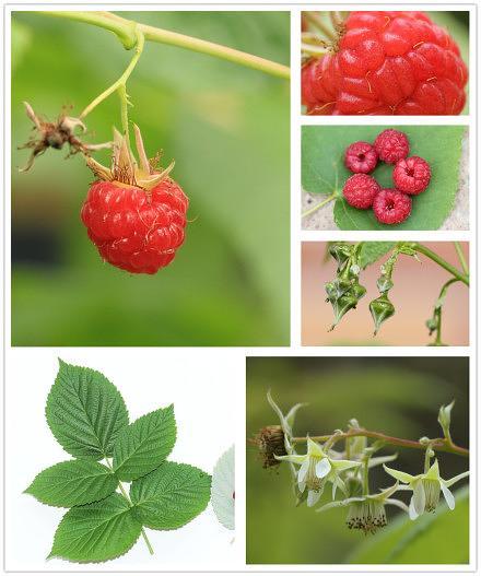 中草药拍照识别app