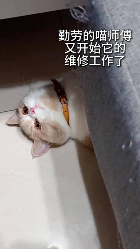 喵师傅个人可以加入吗截图