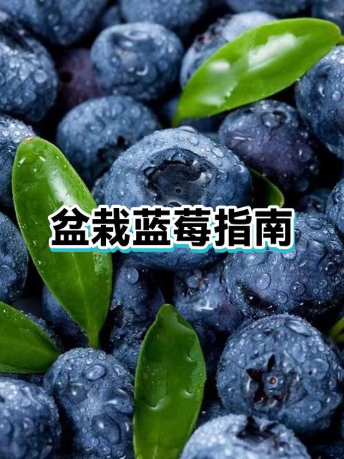 蓝莓多久吃一次最佳截图